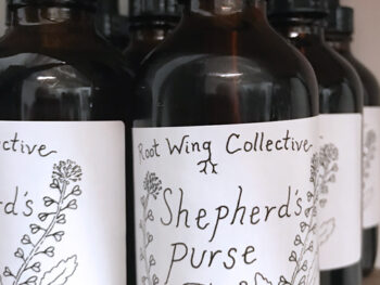 Shepherd's Purse