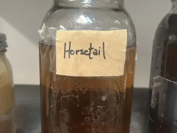 Horsetail